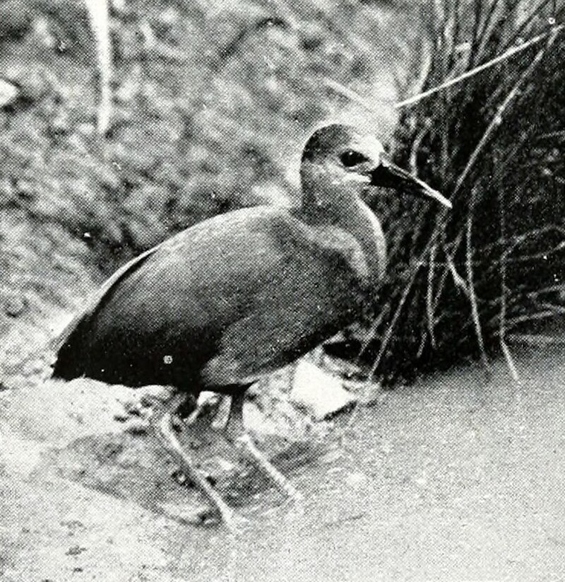 Aztec Rail (Rallus tenuirostris) photo