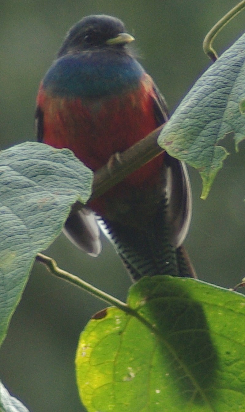 Bar-tailed Trogon (Apaloderma vittatum) photo