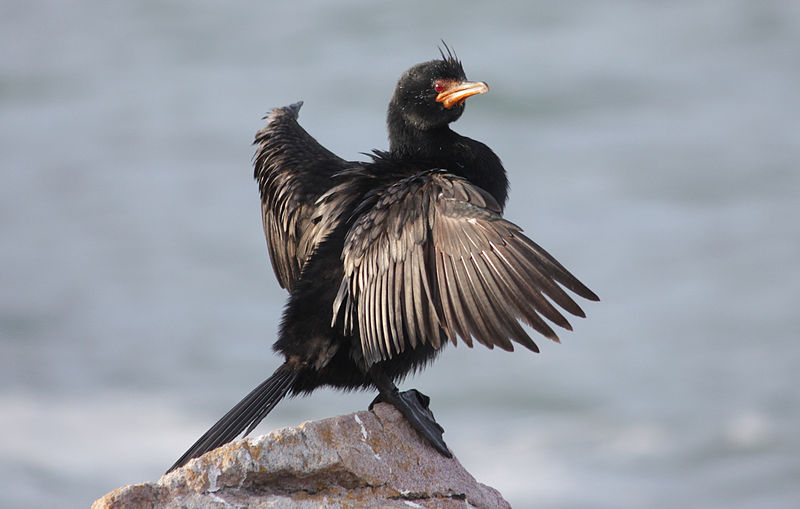 Crowned Cormorant (Microcarbo coronatus) photo