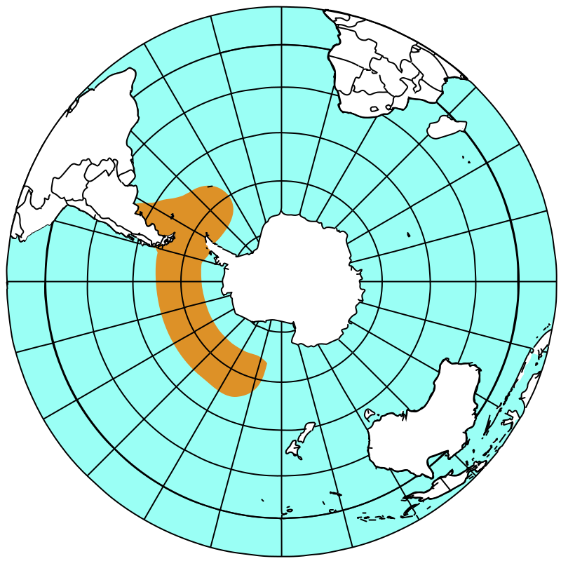 Gentoo Penguin (Pygoscelis papua) photo