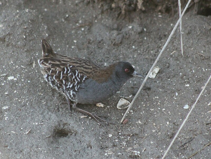 Dot-winged Crake (Laterallus spiloptera) photo