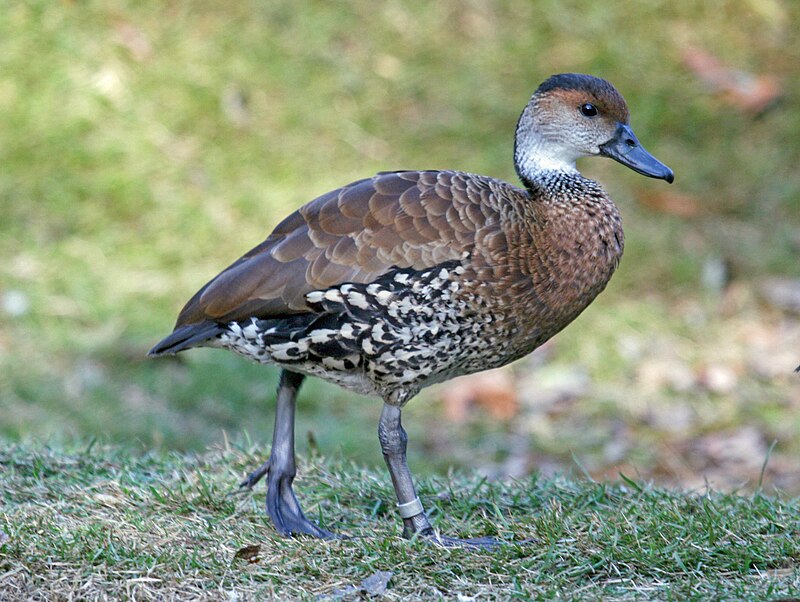 West Indian Whistling-Duck (Dendrocygna arborea) photo