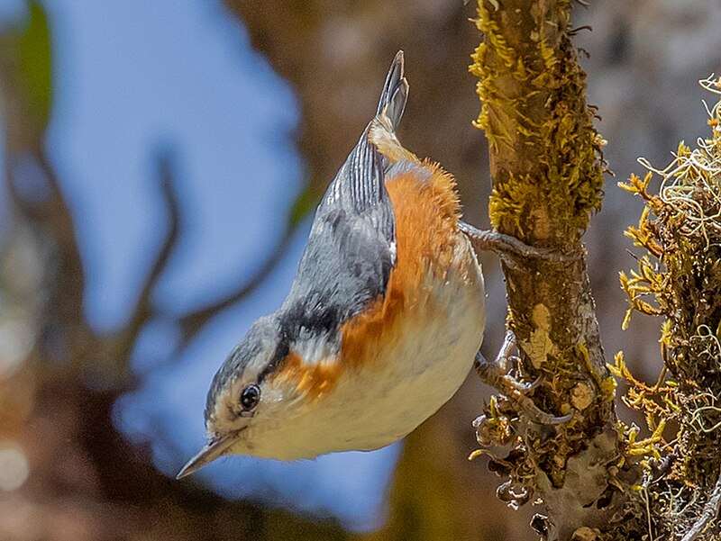 White-browed Nuthatch (Sitta victoriae) photo