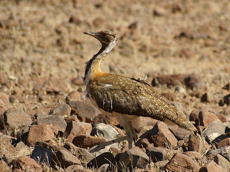 Ludwig's Bustard (Neotis ludwigii) photo