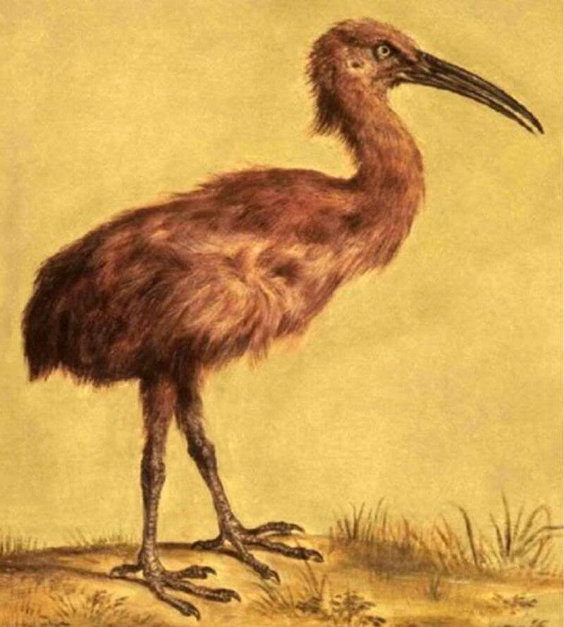 Red Rail (Aphanapteryx bonasia) photo