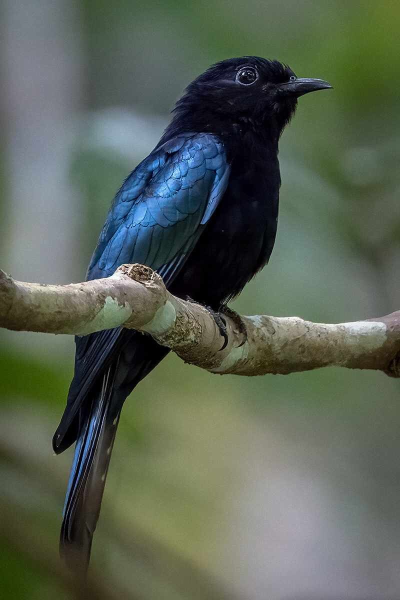 Short-tailed Drongo (Dicrurus striatus) photo