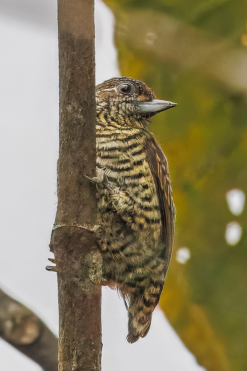 Lafresnaye's Piculet (Picumnus lafresnayi) photo