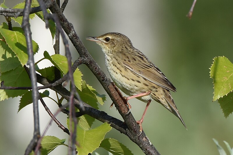 Lanceolated Warbler (Locustella lanceolata) photo