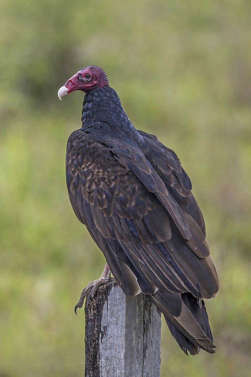Turkey Vulture (Cathartes aura) photo