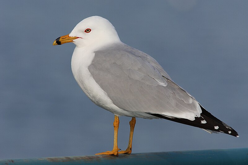 Ring-billed Gull (Larus delawarensis) photo