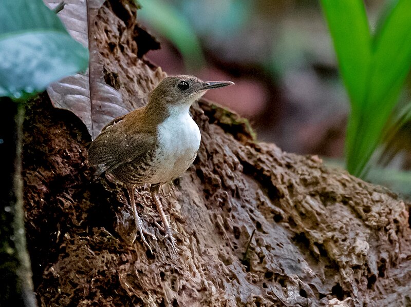 Scaly-breasted Wren (Microcerculus marginatus) photo
