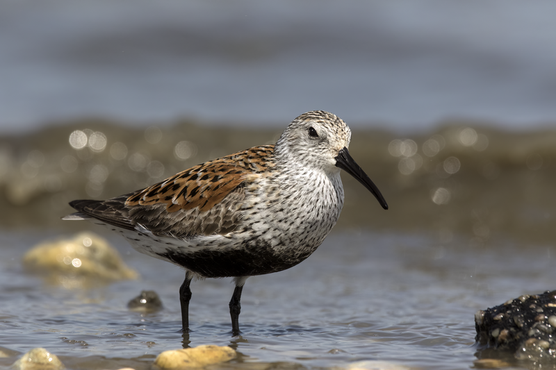 Dunlin (Calidris alpina) photo
