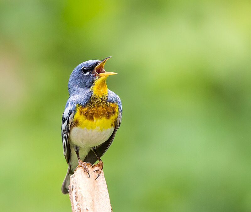 Northern Parula (Setophaga americana) photo