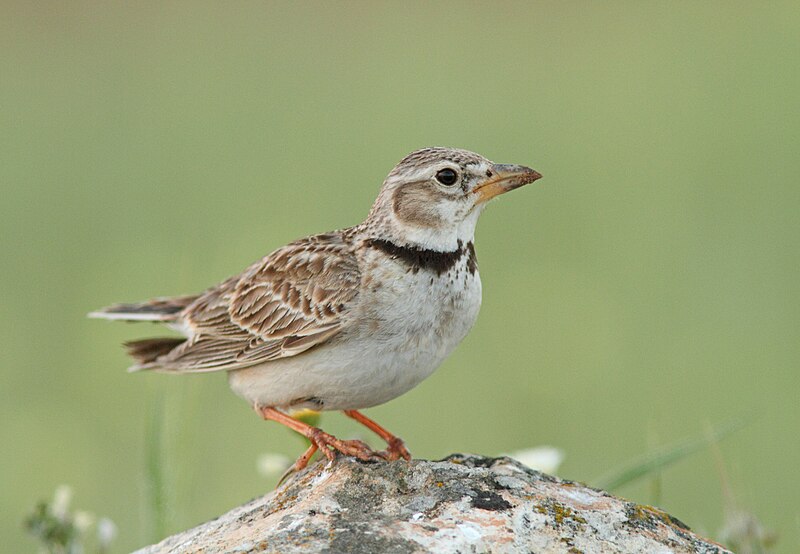 Calandra Lark (Melanocorypha calandra) photo