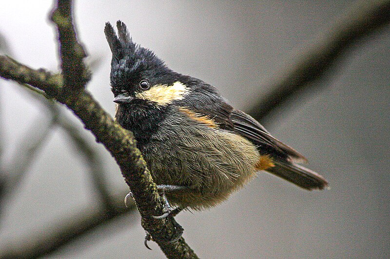 Rufous-vented Tit (Periparus rubidiventris) photo