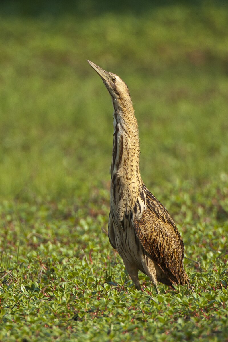 Eurasian Bittern (Botaurus stellaris) photo
