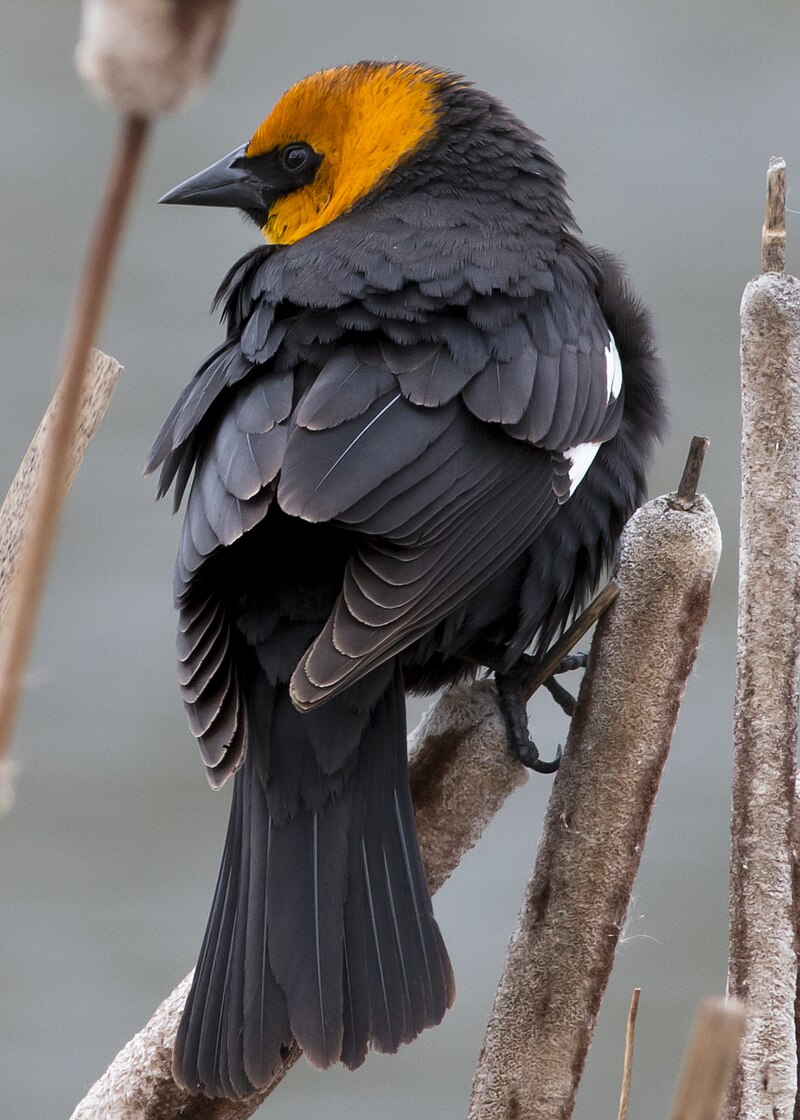 Yellow-headed Blackbird (Xanthocephalus xanthocephalus) photo