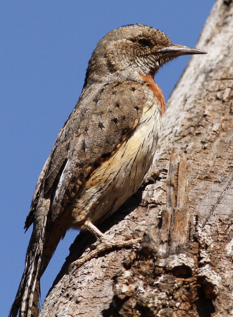 Red-throated Wryneck (Jynx ruficollis) photo