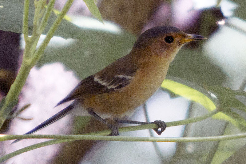 Tinian Monarch (Monarcha takatsukasae) photo