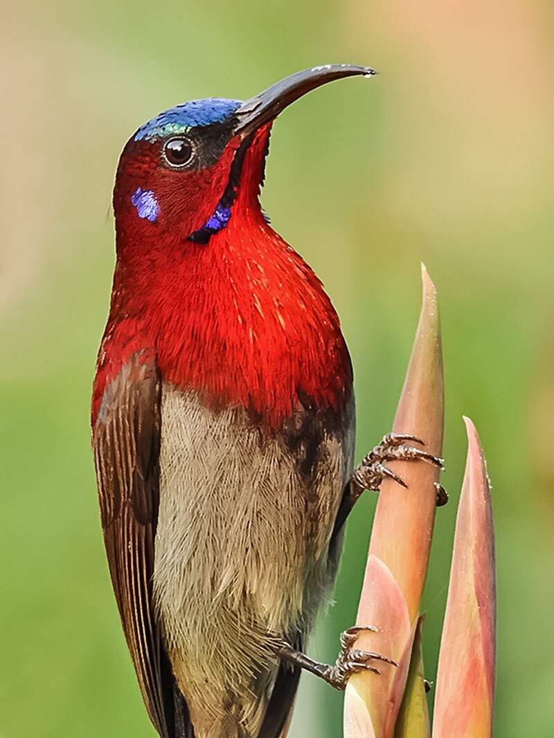 Vigors's Sunbird (Aethopyga vigorsii) photo