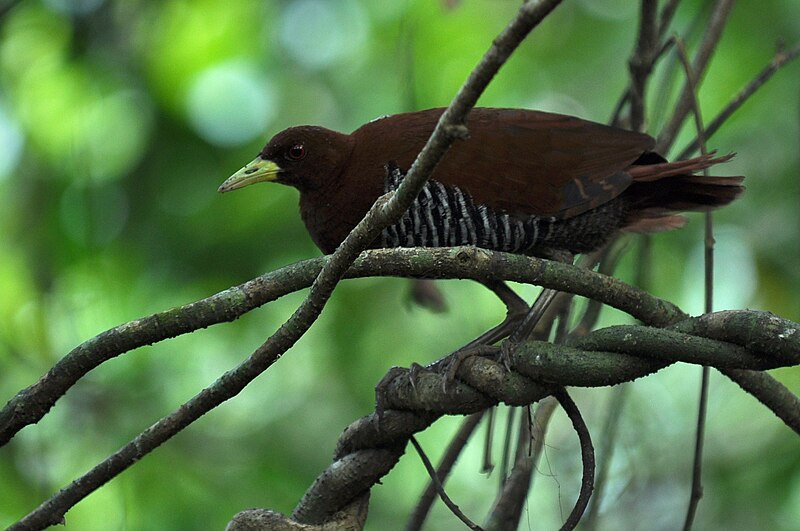 Andaman Crake (Rallina canningi) photo