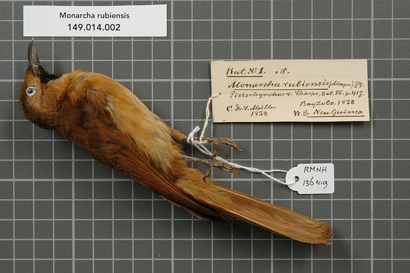 Rufous Monarch (Symposiachrus rubiensis) photo