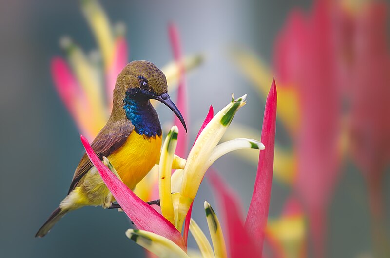Garden Sunbird (Cinnyris jugularis) photo