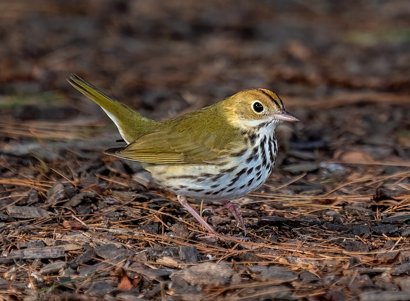 Ovenbird (Seiurus aurocapilla) photo