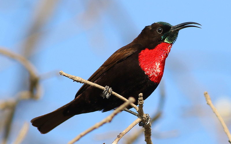 Scarlet-chested Sunbird (Chalcomitra senegalensis) photo