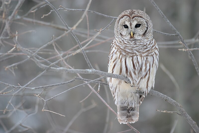 Barred Owl (Strix varia) photo