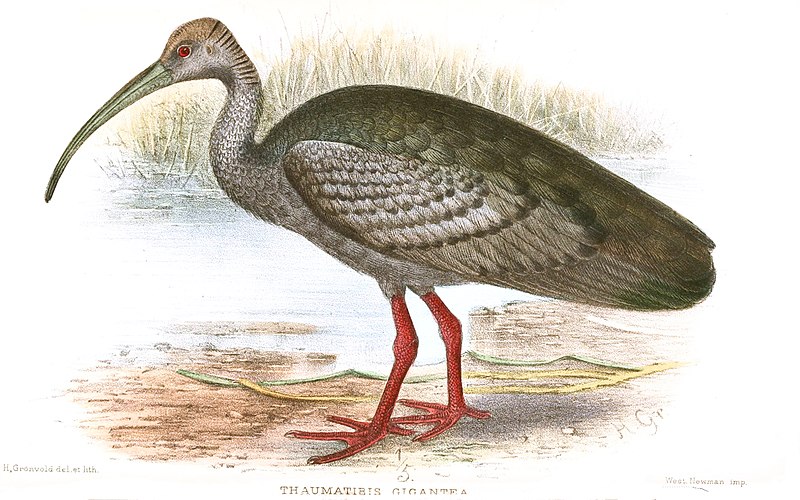 Giant Ibis (Pseudibis gigantea) photo