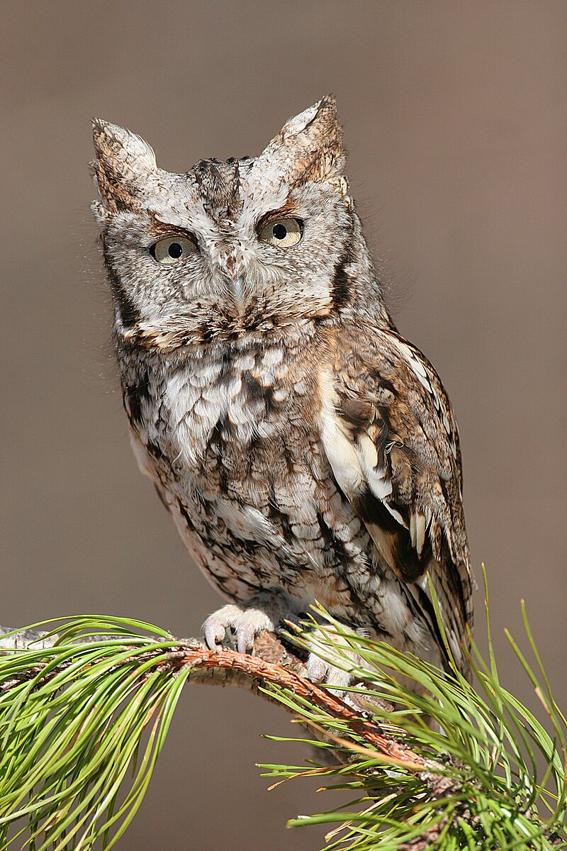 Eastern Screech-Owl (Megascops asio) photo
