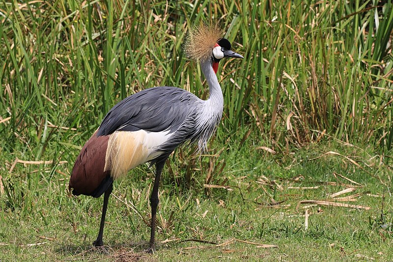 Gray Crowned-Crane (Balearica regulorum) photo