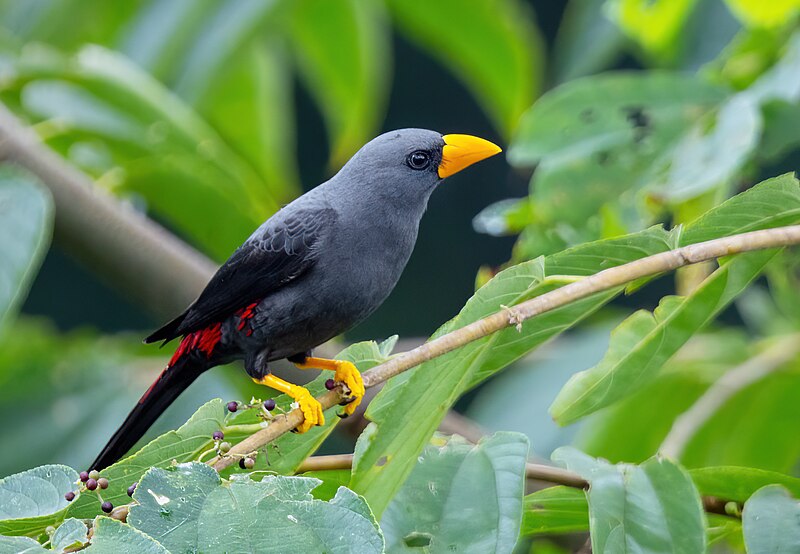 Finch-billed Myna (Scissirostrum dubium) photo