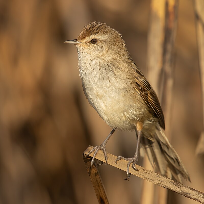 Little Grassbird (Poodytes gramineus) photo