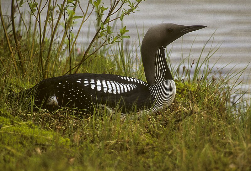Arctic Loon (Gavia arctica) photo