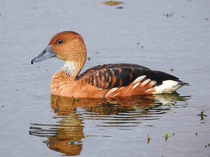 Fulvous Whistling-Duck (Dendrocygna bicolor) photo