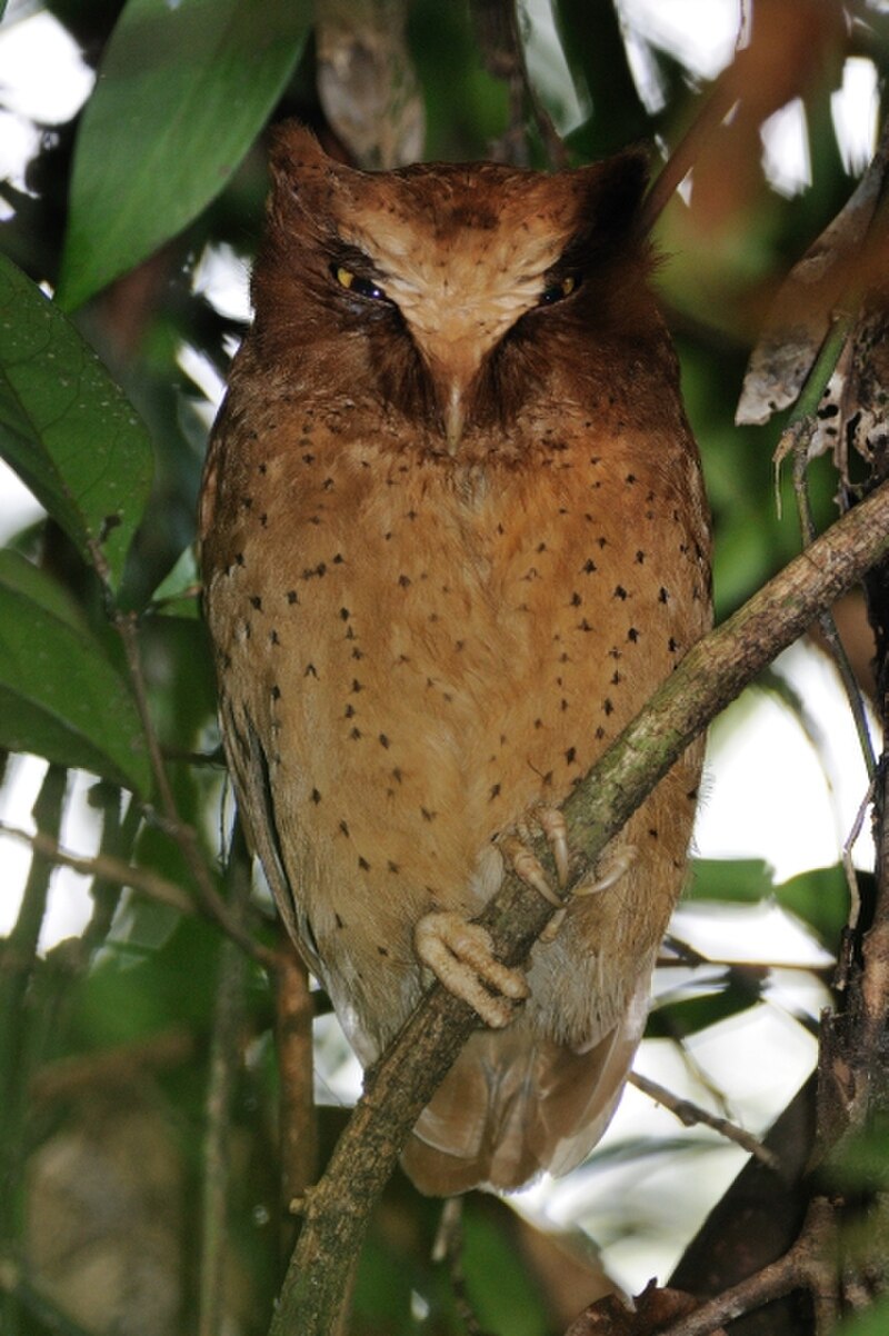 Serendib Scops-Owl (Otus thilohoffmanni) photo