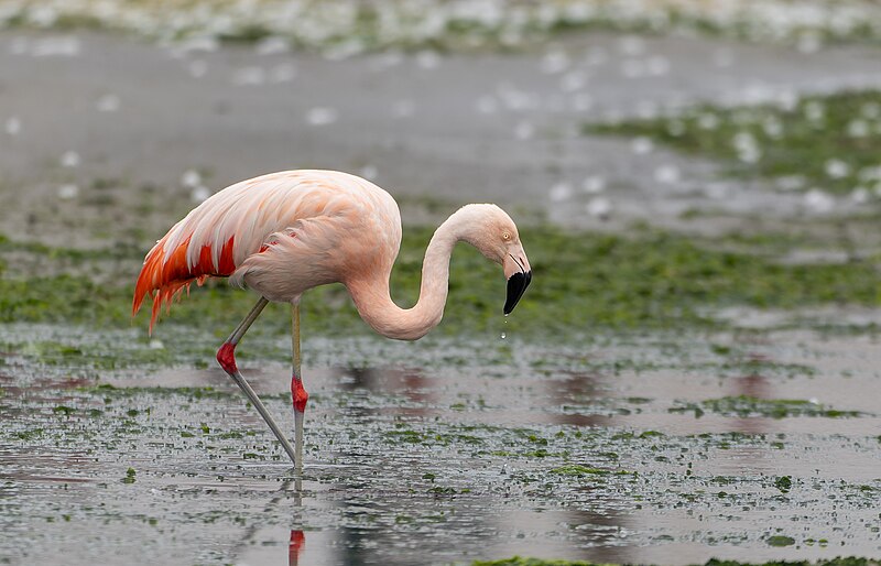 Chilean Flamingo (Phoenicopterus chilensis) photo