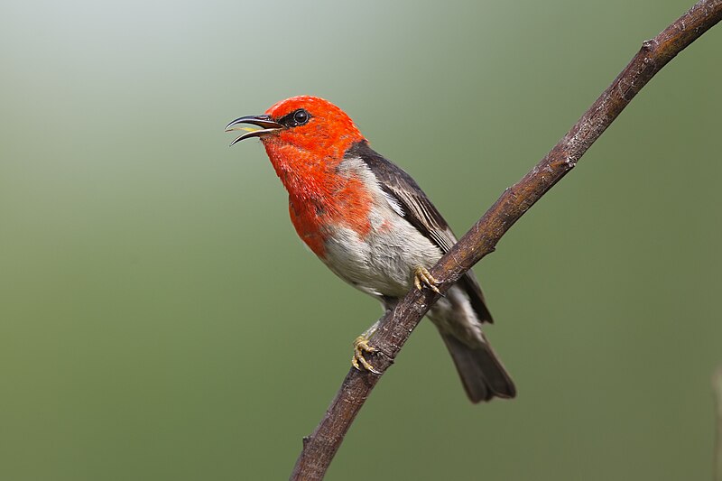 Scarlet Myzomela (Myzomela sanguinolenta) photo