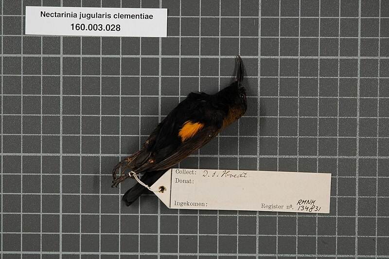 South Moluccan Sunbird (Cinnyris clementiae) photo