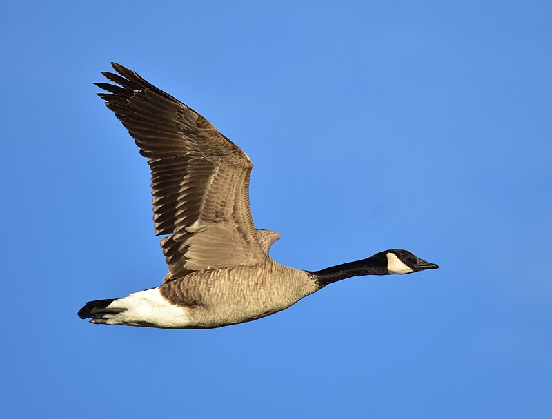 Canada Goose (Branta canadensis) photo