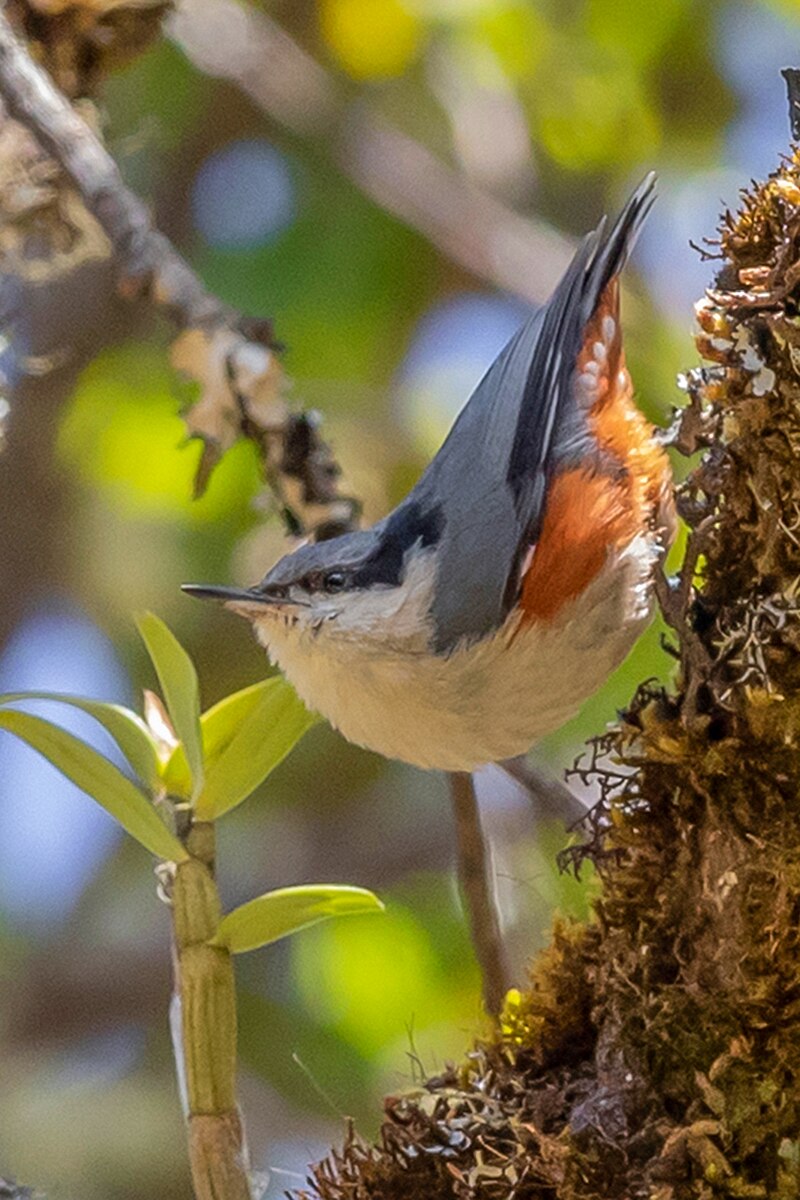 Chestnut-vented Nuthatch (Sitta nagaensis) photo