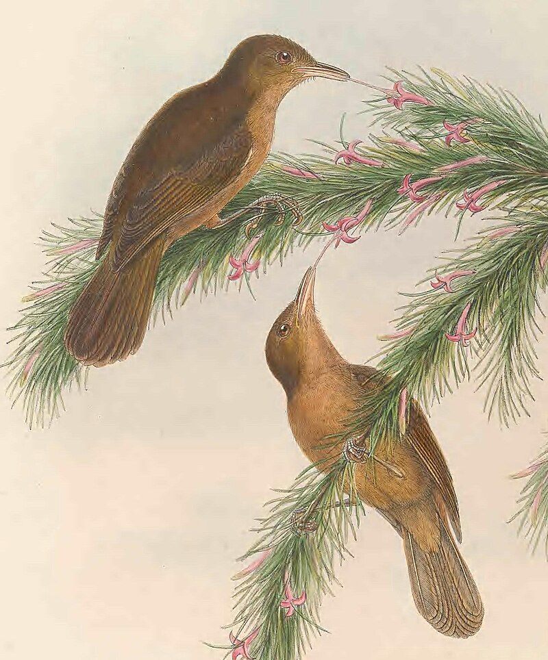 Tawny Straightbill (Timeliopsis griseigula) photo