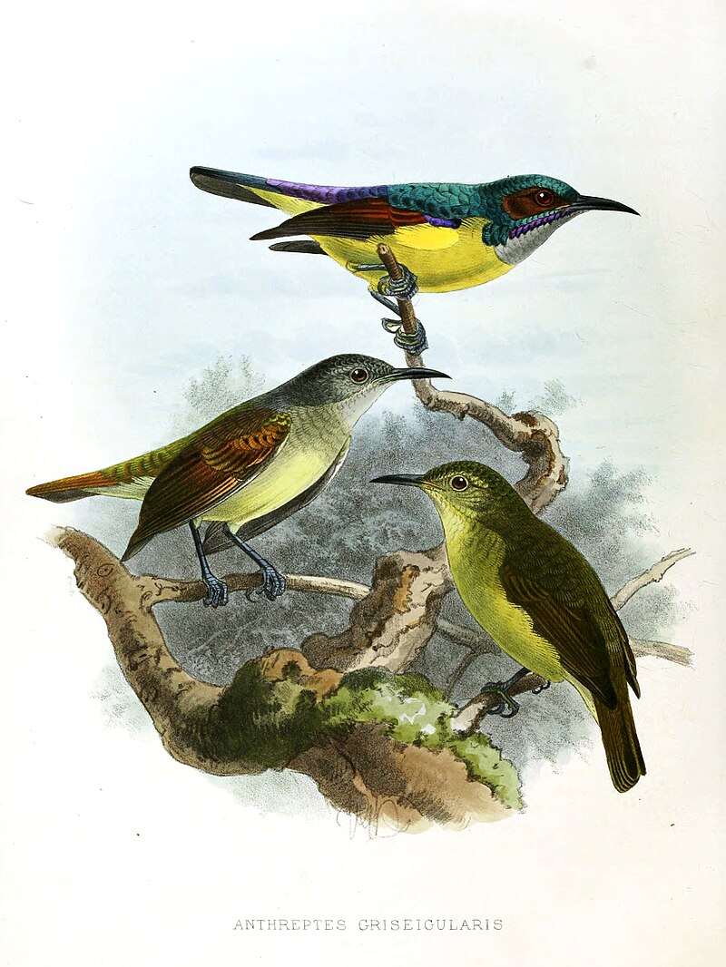 Gray-throated Sunbird (Anthreptes griseigularis) photo