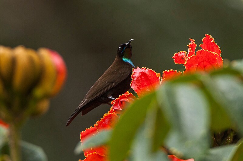 Green-throated Sunbird (Chalcomitra rubescens) photo