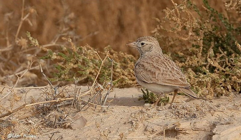 Arabian Lark (Eremalauda eremodites) photo