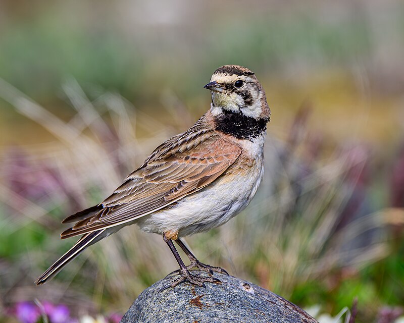 Horned Lark (Eremophila alpestris) photo