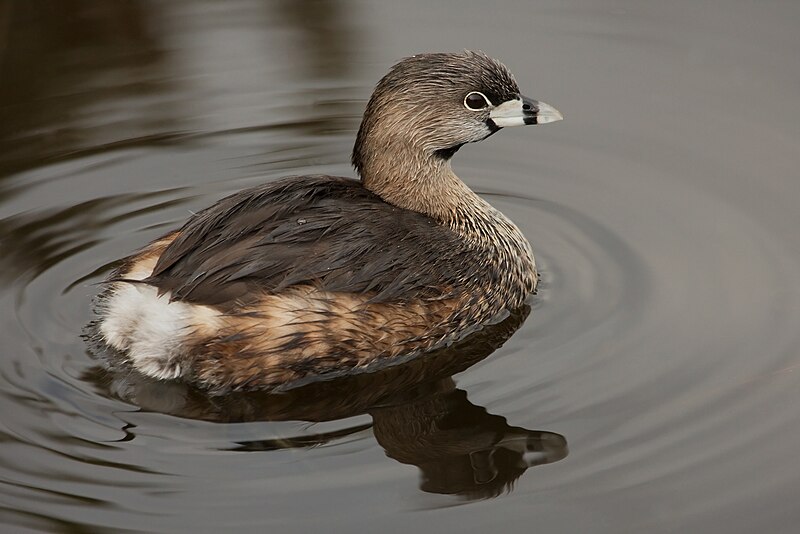 Pied-billed Grebe (Podilymbus podiceps) photo