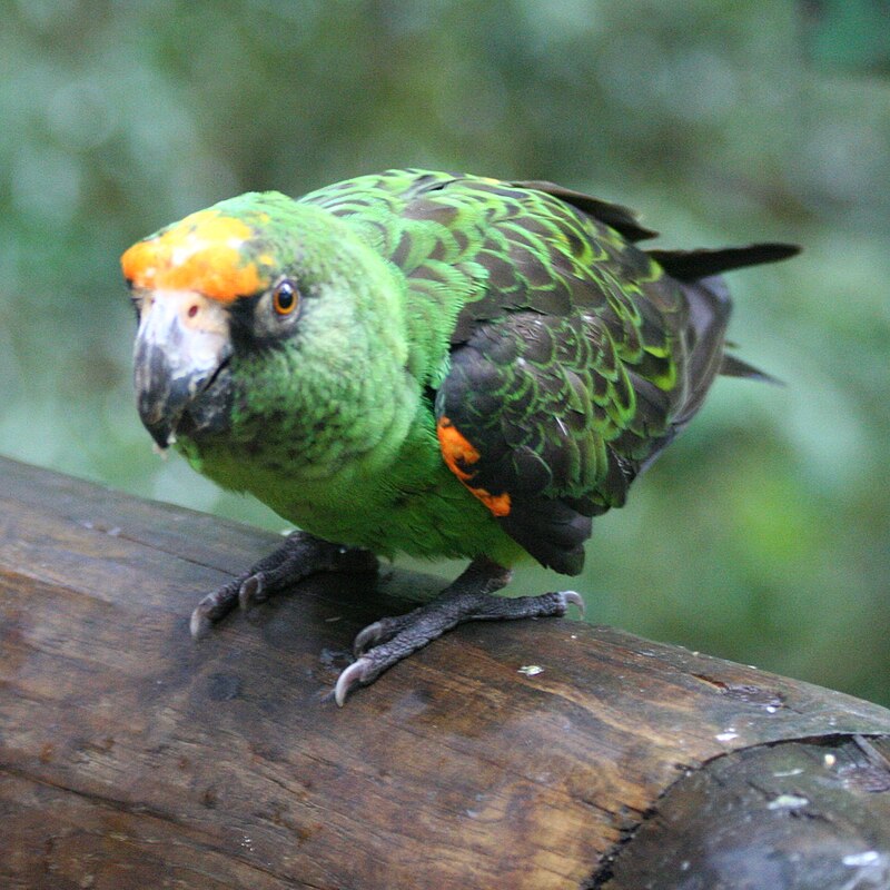 Red-fronted Parrot (Poicephalus gulielmi) photo